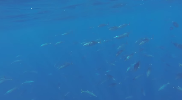 Video: Underwater footage of SBT school